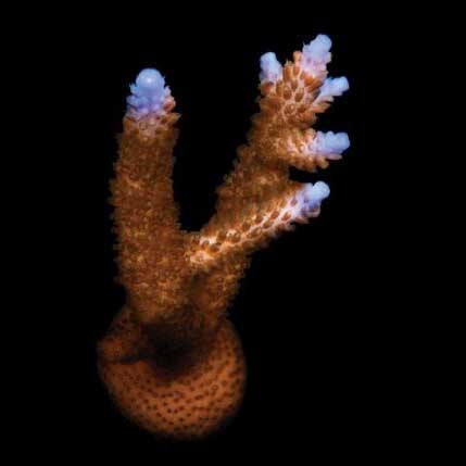 Aquacultured stuber acropora - stuber,