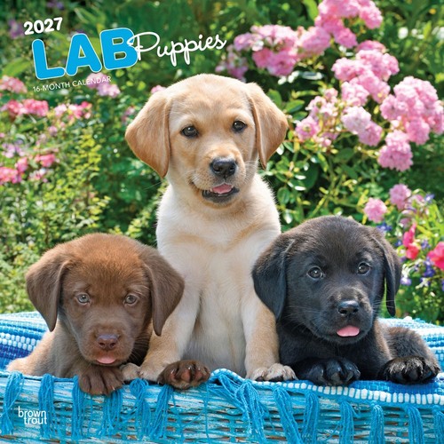 Labrador retriever puppies - labrador,