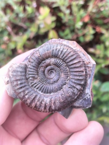 Dactylioceras ammonite -  dactylioceras, sp