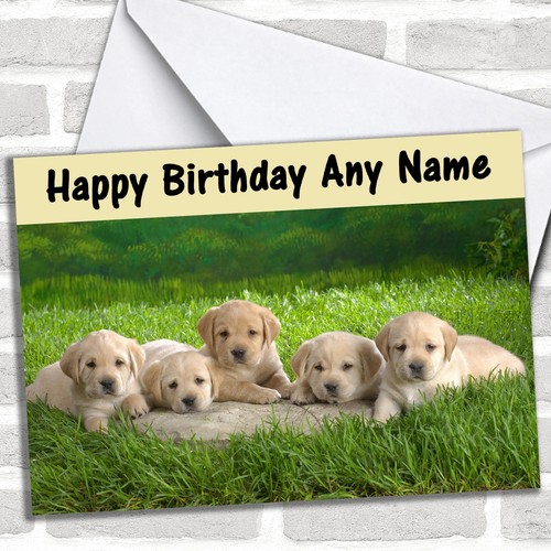 Five labrador puppy dogs - labrador,