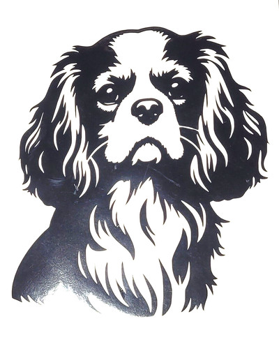 Cavalier king charles - cavalier,