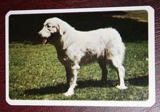 PYRENEAN MOUNTAIN DOG  Vintage  1967 Australian Photo Card  KE25