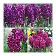Woodstock Purple Hyacinth