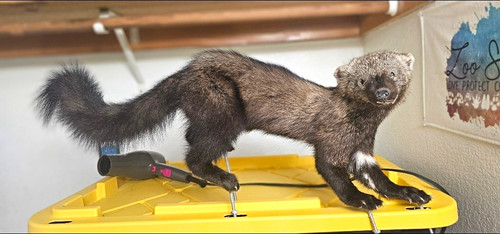 Taxidermy fisher small - taxidermy, animal