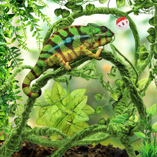 Bearded Dragon Accessories