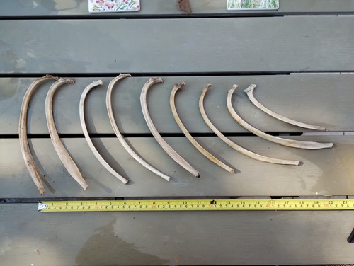Fallow deer bones for - deer,
