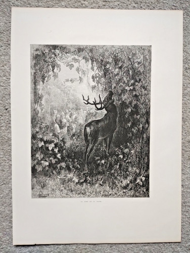 The stag and vine - the,