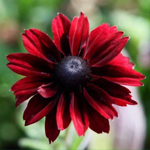Coneflower cherry brandy - -,