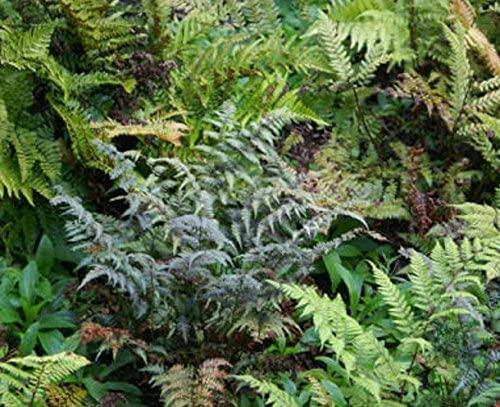 Hardy ferns mix perennial - hardy,