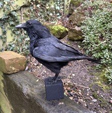 🎃 Taxidermy CROW Not raven