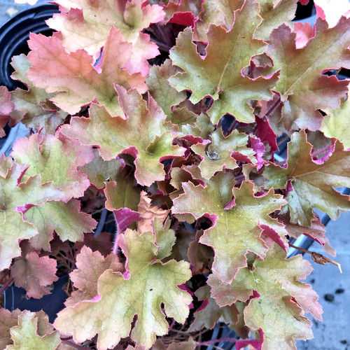 Heuchera marmalade semi - heuchera,