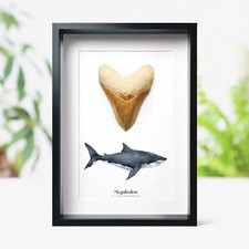 3-4 inch Megalodon Shark Tooth
