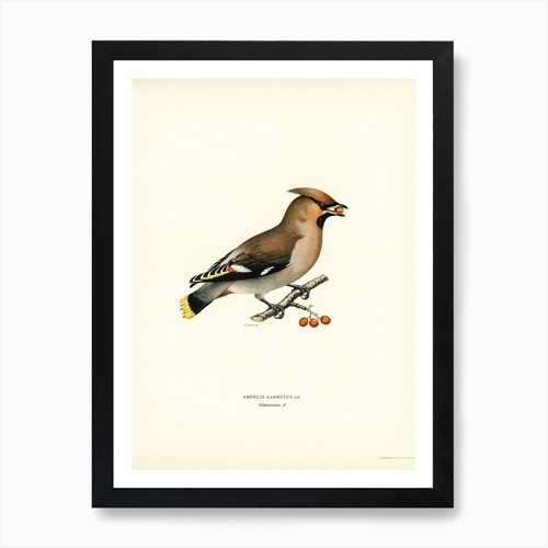 Bohemian waxwing ampelis - waxwing, (ampelis