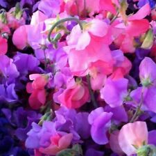 Sweet Pea Flower Seeds  - Heaven Scent Mixed  Royal Family- 50 Seeds to 1kg