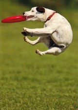 Parson Russell Terrier *