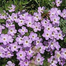 Mountain Phlox Linanthus