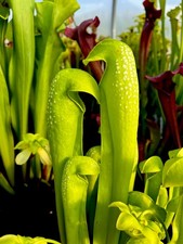 Sarracenia Minor Antho Free