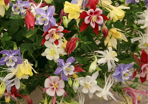 Columbine aquilegia - columbine, |