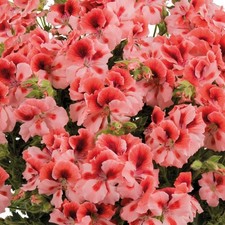 Pelagonium Geranium Scented