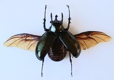 Chalcosoma Atlas Keyboh Beetle