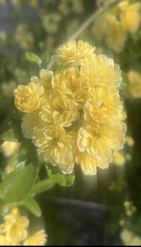 Yellow thornless rose plant - yellow,