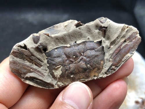 Jurassic natural crab animals - natural,
