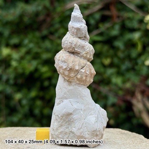 Turrilites acutus heteromorph - turrilites,
