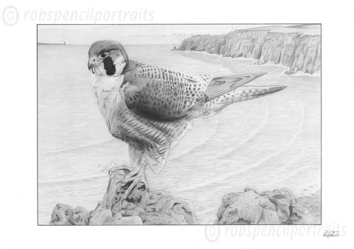 Peregrine falcon birds prey - birds, of