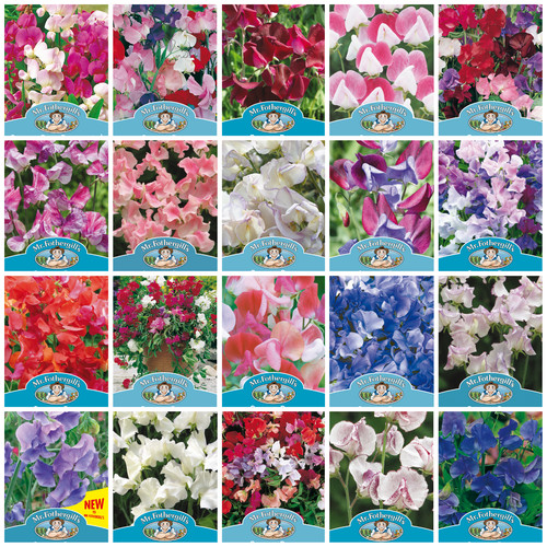 Sweet pea seeds - pea,