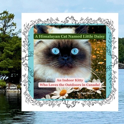 Himalayan cat named little - himalayan,