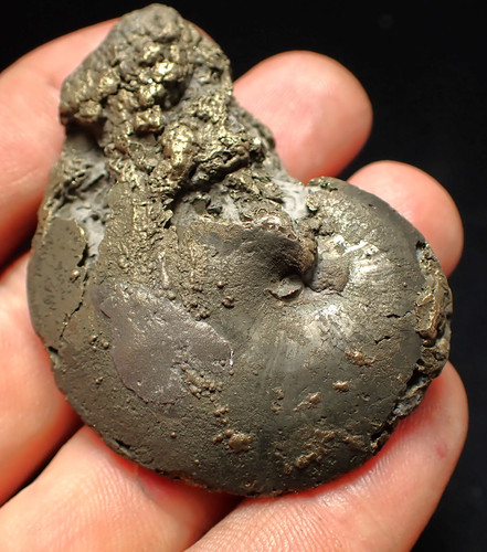Oxynoticeras pyrite ammonite