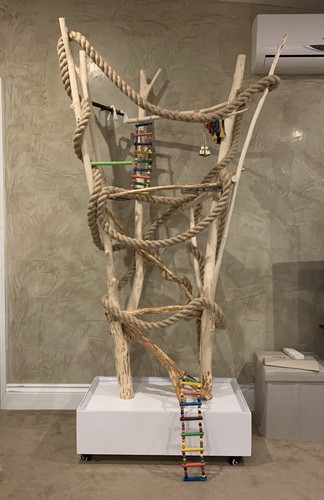 Parrot perch gym tree - gym,