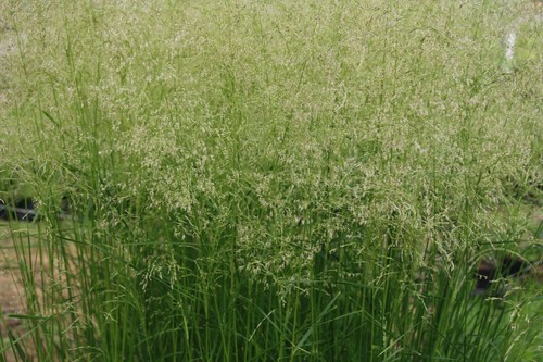 Deschampsia golden dew - deschampsia, tufted