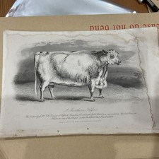Farm PRINT 1859 A SHORTHORN