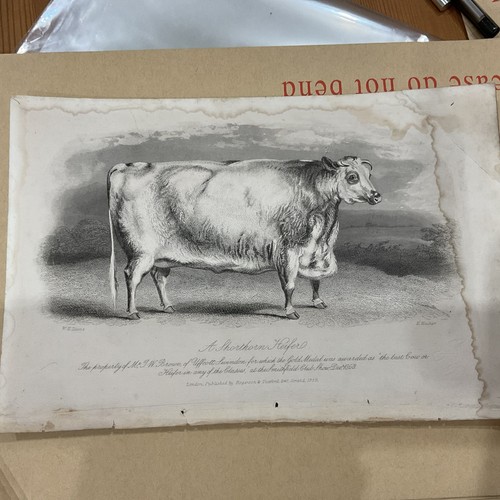 Farm print 1859 shorthorn - farm,