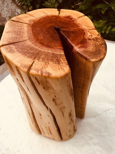 Spolted cherry wood - wood, stump