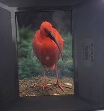 Vintage Photographic Slides Bundle Nature Animals Plants UK & Australia