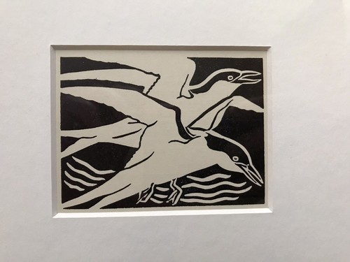 Arctic tern framed - ‘arctic, tern’-