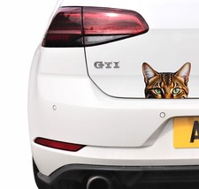 Funny Cute Bengal Cat Kitten