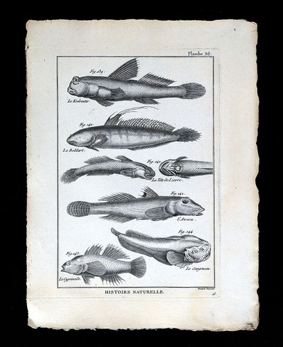 1789 bonnaterre fish print - 1789,