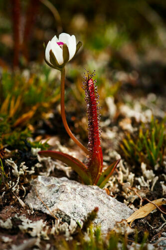 Drosera arcturi 10 - -,