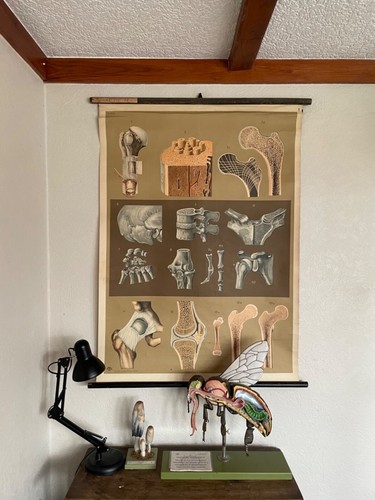 Vintage school chart human - chart, of