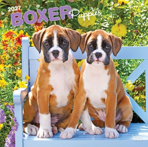 Boxer puppies 2027 square flap - square,