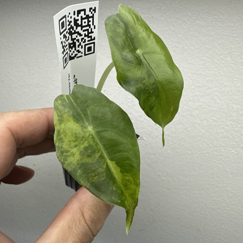 Alocasia venom aurea - alocasia,