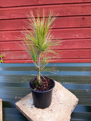 Pinus wallichiana densa hill - wallichiana,