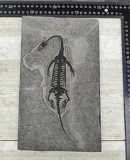 Keichousaurus skeleton fossil - keichousaurus,