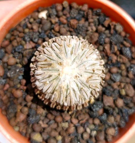 Pelecyphora aselliformis - aselliformis,