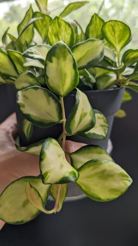 Hoya heuschkeliana - hoya,