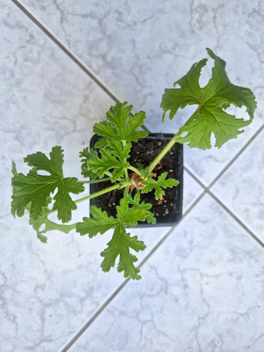 Pelargonium lemon geranium - pelargonium,