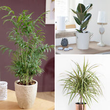 Houseplant Collection, Set of